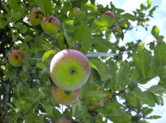 Obstbäume