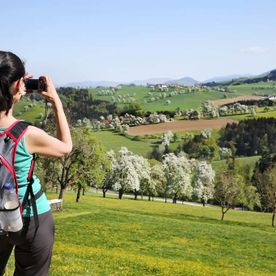 Wanderin fotografiert blühende Birnenbäume