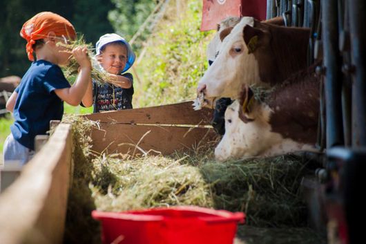 Kinder füttern Kühe