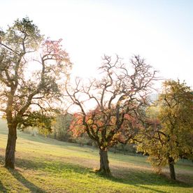 Landschaft Birnbäume