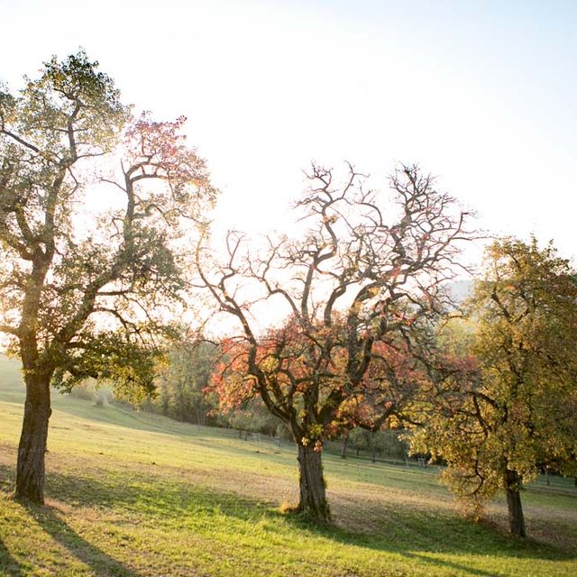 Landschaft Birnbäume